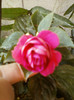 6 septembrie 2012-flori 046