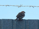 House Sparrow_Vrabiuta (2012, Sep.02)