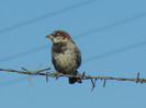 House Sparrow_Vrabiuta (2012, Sep.02)