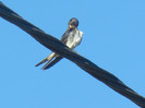 Barn Swallow_Randunica (2012, Sep.02)