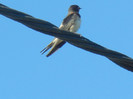 Hirundo rustica (2012, September 02)