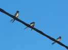 Barn Swallow_Randunica (2012, Sep.02)