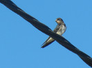 Barn Swallow_Randunica (2012, Sep.02)