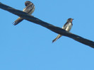 Barn Swallow_Randunica (2012, Sep.02)