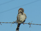 House Sparrow_Vrabiuta (2012, Sep.02)
