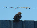 House Sparrow_Vrabiuta (2012, Sep.02)