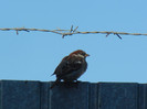 House Sparrow_Vrabiuta (2012, Sep.02)