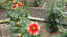 DSC01208