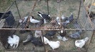 DSC04194