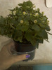 6 septembrie 2012-flori 055