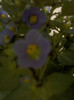 exacum-violeta albastra