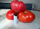 Grasa romaneasca 1
