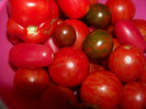Prima recolta rosii1