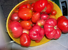 Soiuri recolta 2 _tomate 2012