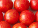 Tigerella3