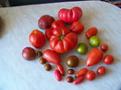 Tomate din gradina noastra 2012_3