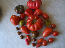 Tomate din gradina noastra 2012_5