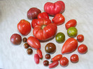 Tomate din gradina noastra 2012_7