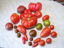 Tomate din gradina noastra 2012_9
