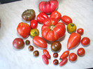 Tomate din gradina noastra 2012_i
