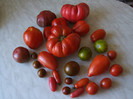 Tomate din gradina noastra 2012_o