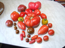 Tomate din gradina noastra 2012_oo