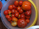 Tomate_recolta 01 Septembrie 2012 (4)