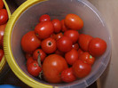 Tomate_recolta 01 Septembrie 2012 (5)
