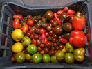 Tomate_recolta 01 Septembrie 2012 (8)