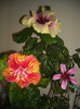 Hibiscus grup