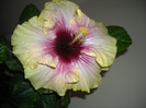 Hibiscus Tahitian Quinn