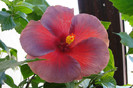 hibiscus Bayou Irene