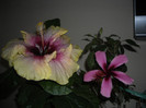 Hibiscus Tahitian Quinn   Fidjian Island