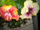 Hibiscus Sun Shower + Tahitian Quinn