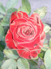 Photo0678
