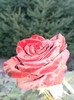 Photo0680