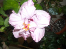 Hibiscus Memoris