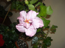 Hibiscus Memoris