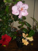 Hibiscus grup