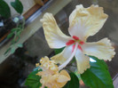 Hibiscus El Capitolio Sport of Sport