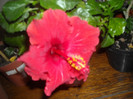 Hibiscus Paris