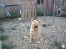 Briard Ciobanesc de Brie