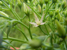 Showy Stonecrop (2012, Sep.07)