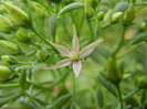 Showy Stonecrop (2012, Sep.07)