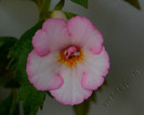 Achimenes Amour
