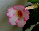 Achimenes Amour