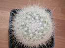 Mammillaria senilis