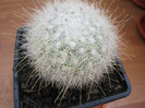 Mammillaria senilis - 07 09 2012
