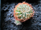 Rebutia -  Multumesc flytitus