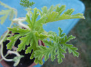 Nora Scented Geranium (2012, Sep.01)